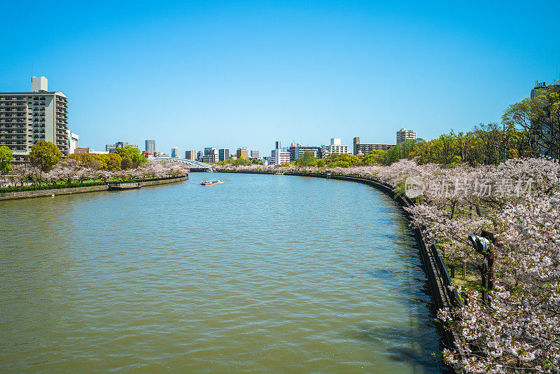 可玛樱宫公园位于大阪，在日本以樱花而闻名