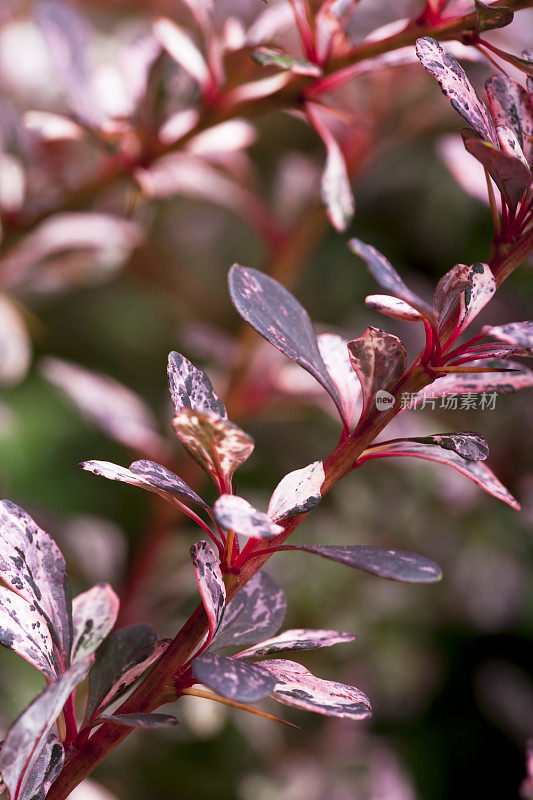 玫瑰辉光日本Barberry