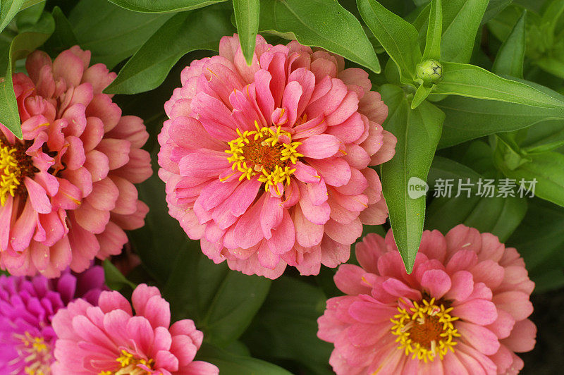 粉红色的百日菊在绿叶的映衬下艳丽
