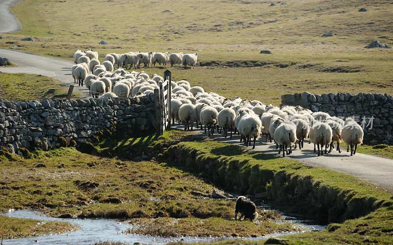 开车的羊群