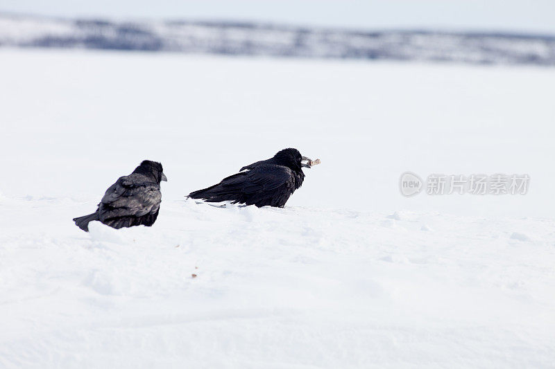 乌鸦在雪地里休息