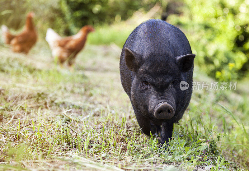 农场里的小黑猪