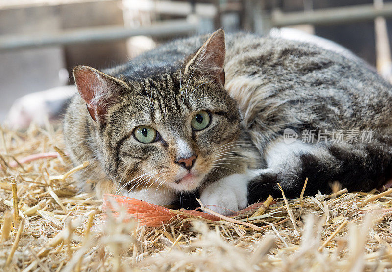 猫在稻草捆上休息