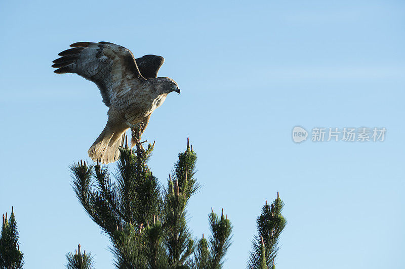 张开翅膀的野生红尾鹰的特写