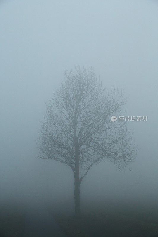 路边的树在一个有雾的日子
