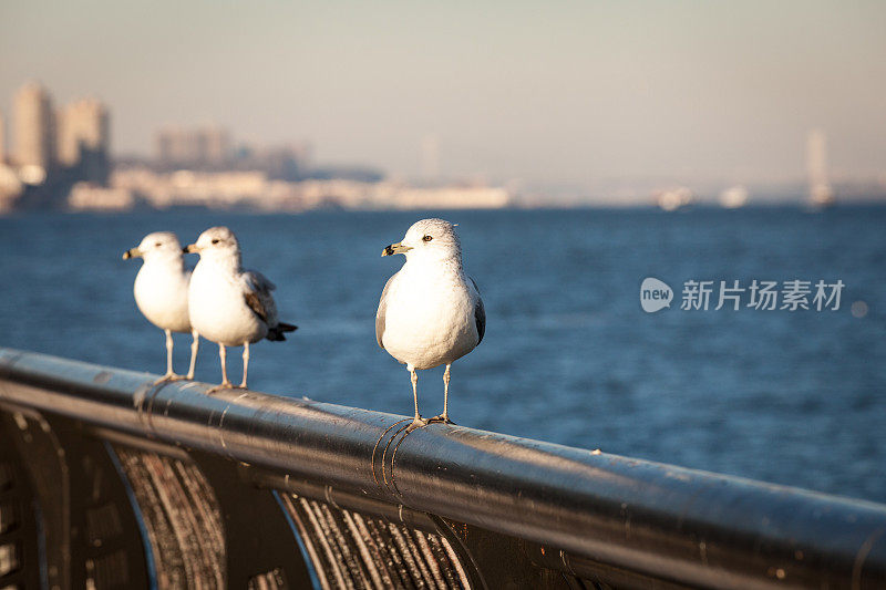 栏杆上的海鸥