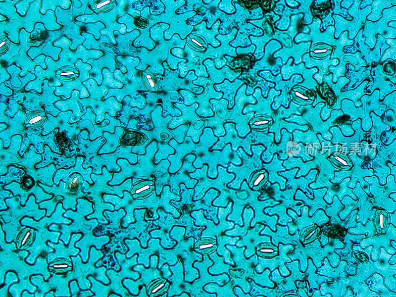 显微镜下观察蚕豆叶