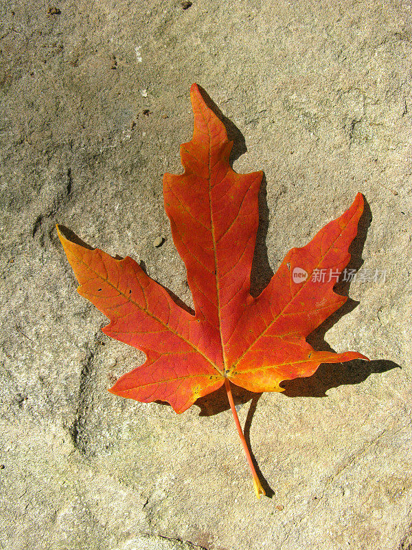 岩石表面有一片红色的秋天枫叶