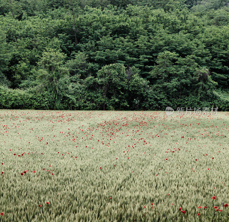 麦田