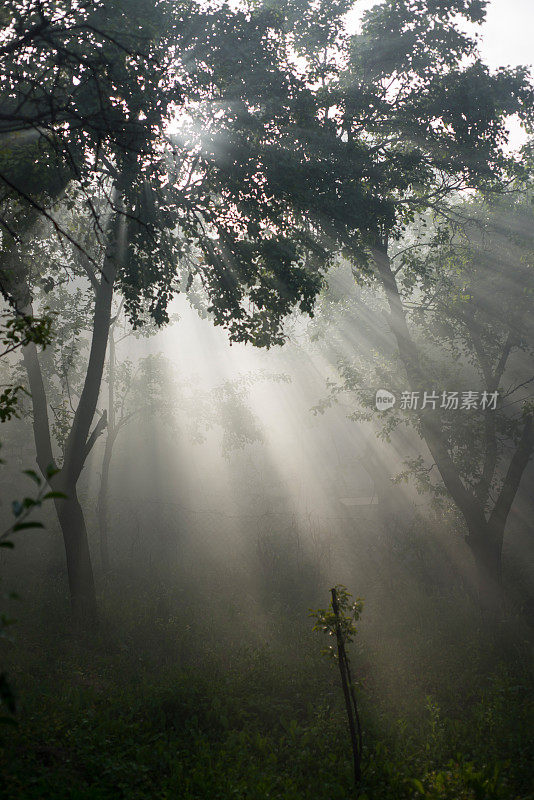 阳光照耀着绿色的森林