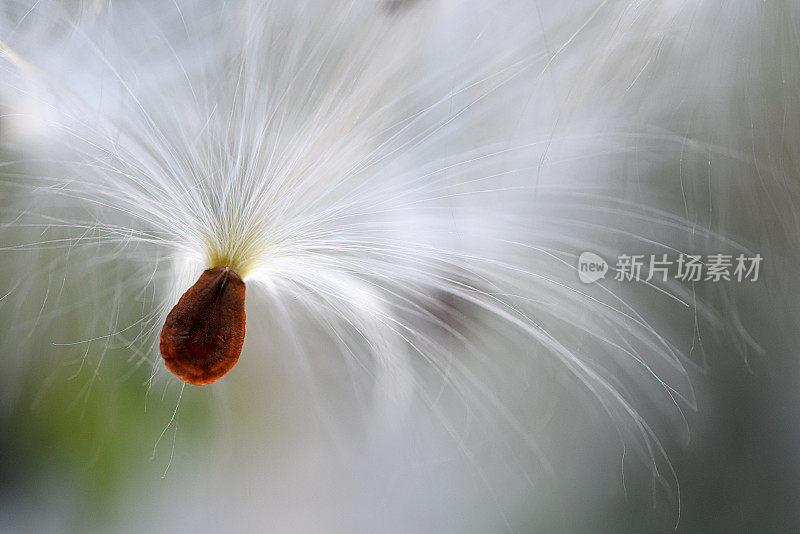 乳草属植物种子飞