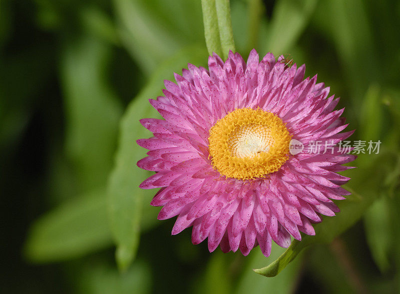 粉红色开花植物特写镜头