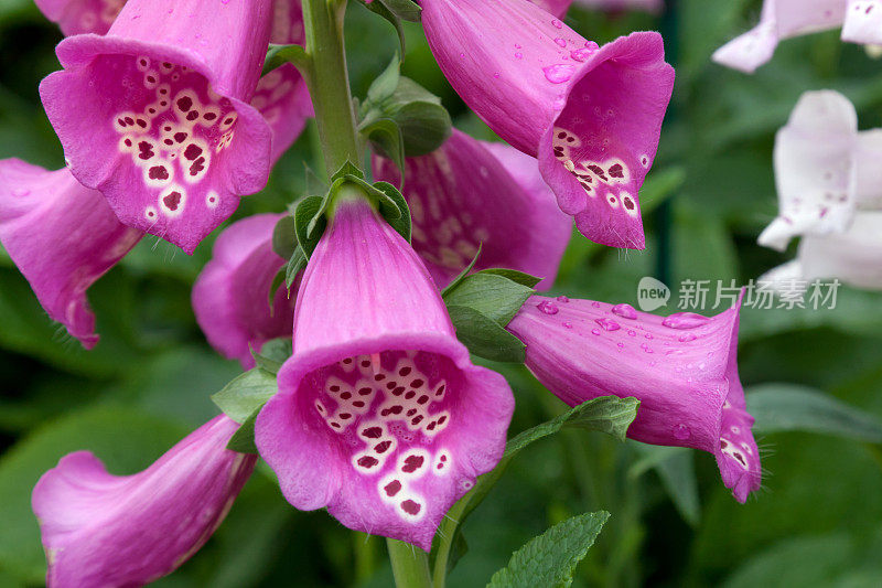 粉红色开花植物特写镜头