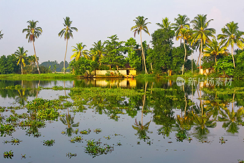 喀拉拉邦回水泻湖景观与棕榈树印度