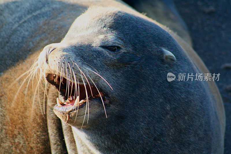 海狮特写