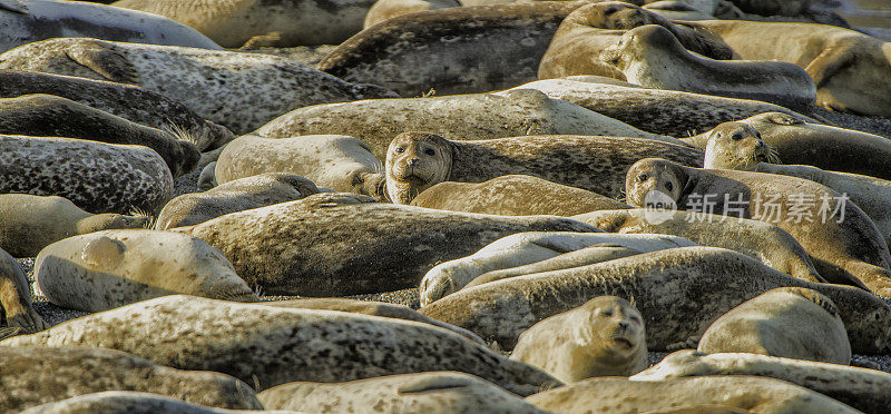 海滩上挤满了斑海豹