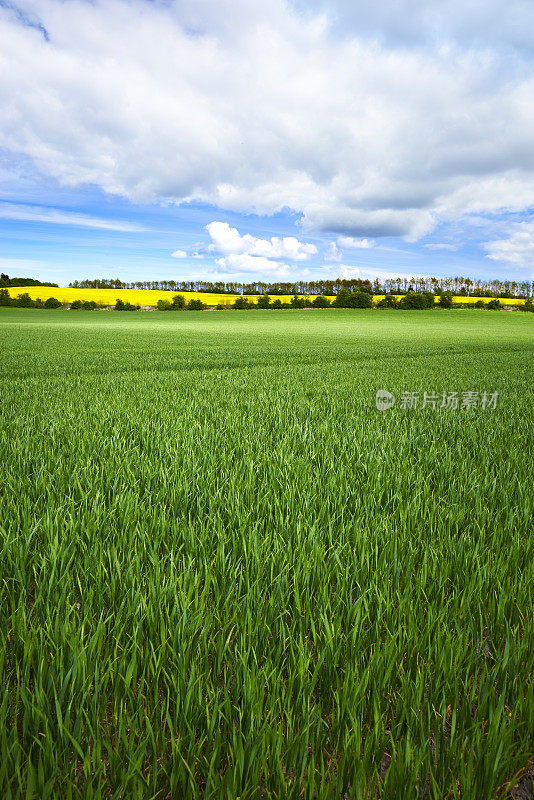 麦田