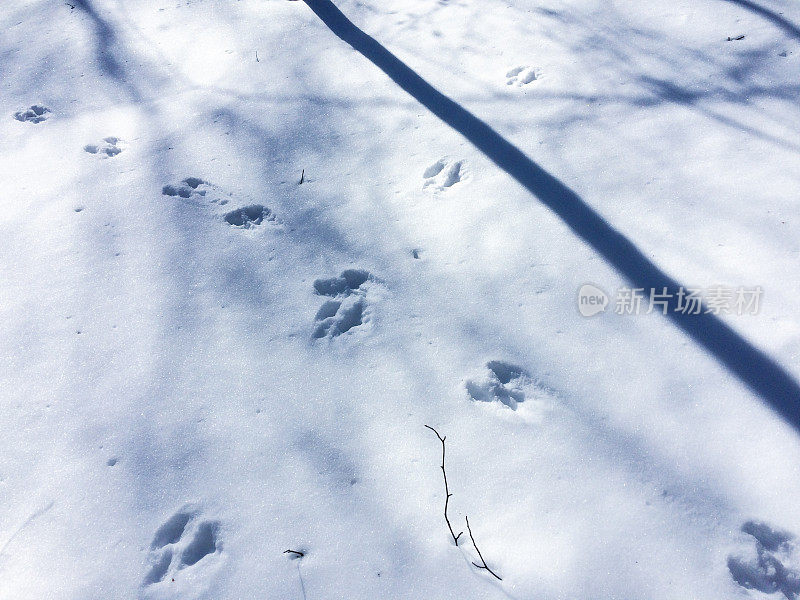 兔子和松鼠在雪地里走过的脚印