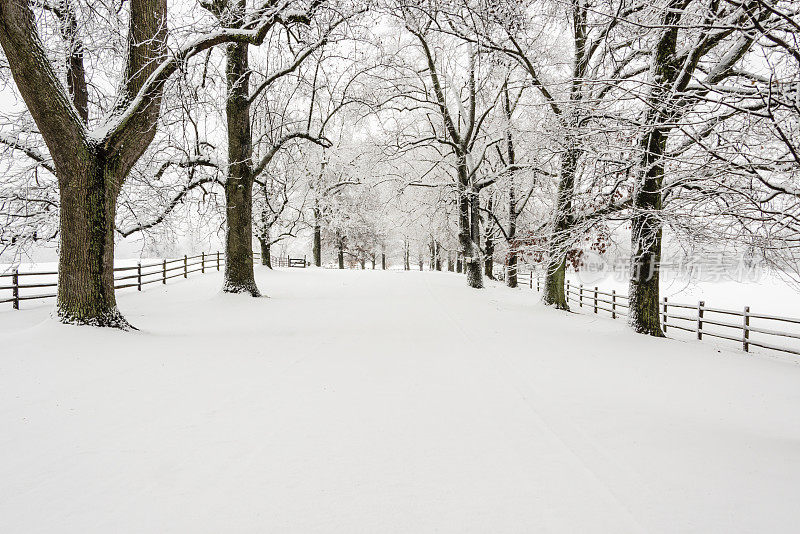 XXXL:白雪覆盖的篱笆和树旁边的田地
