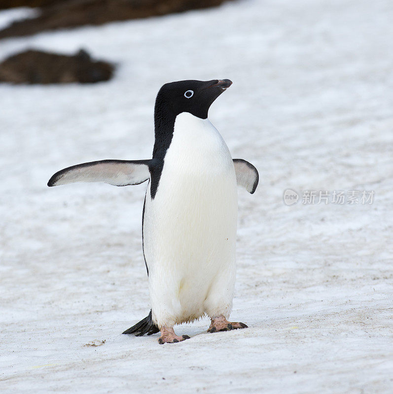 阿德利企鹅在南极洲的雪地上行走