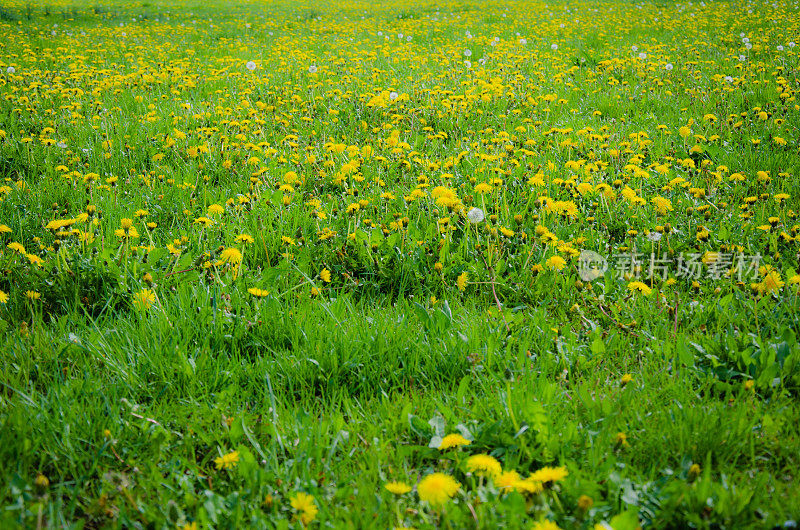 蒲公英花的草地