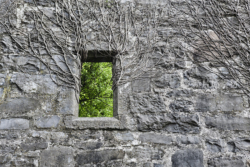 爱尔兰戈尔韦的杂草丛生的老窗户。