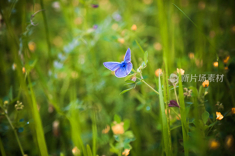 一种常见的蓝蝴蝶，在野花上花蜜