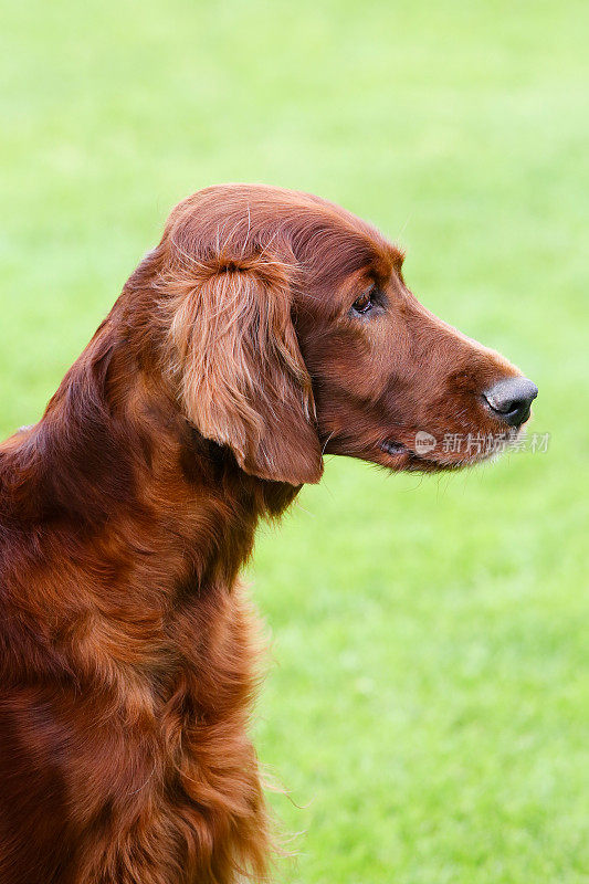 美丽的爱尔兰猎犬母狗的肖像