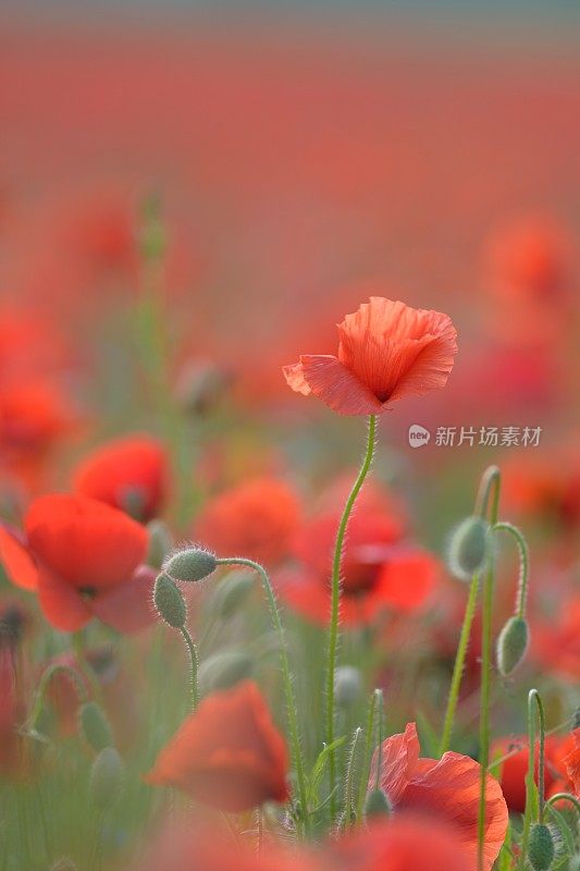 田野上的红色罂粟花