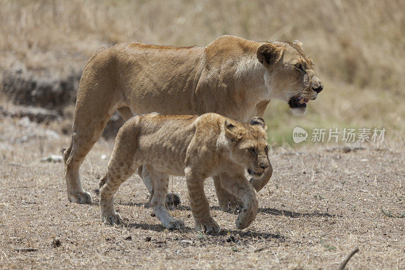 坦桑尼亚塞伦盖蒂平原上的雌狮和幼崽