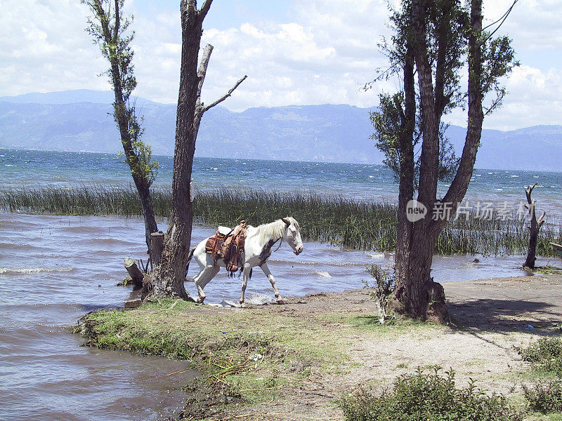 危地马拉阿提特兰湖上的马