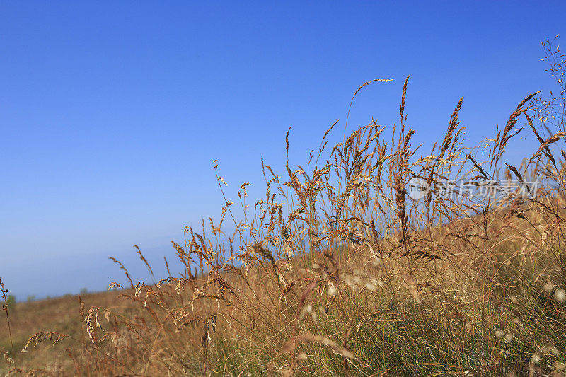 山景风景风景山景与野花高山草甸