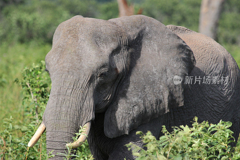 博茨瓦纳:丘比国家公园的非洲象