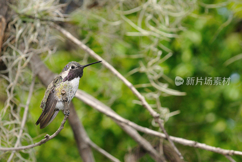 科斯塔的蜂鸟