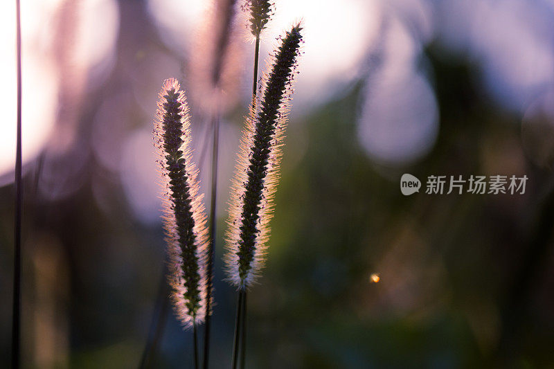 田野里的早晨