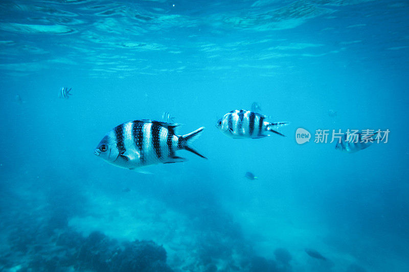 水下热带鱼场景