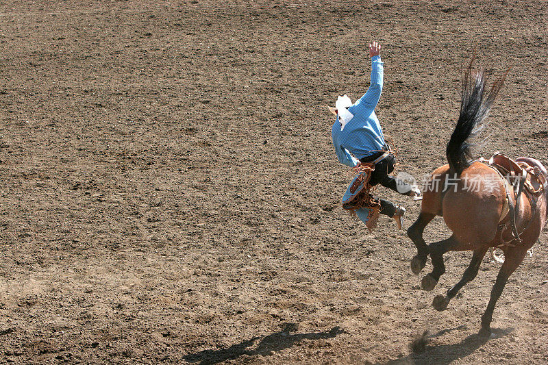 跃起的野马把牛仔摔了下来。
