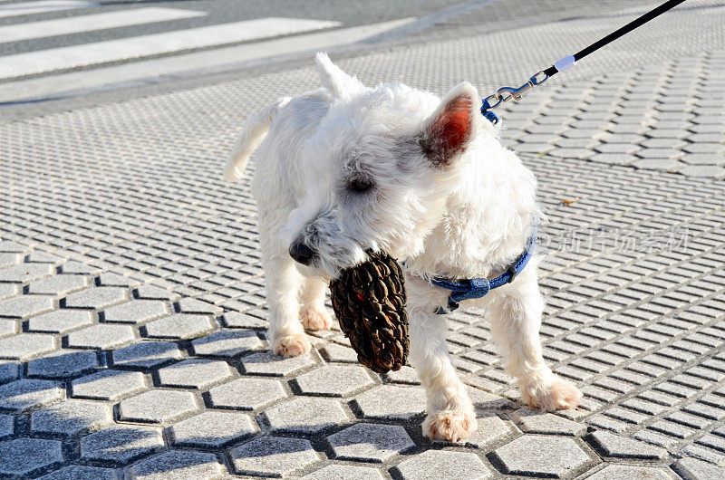 Westie狗与松果