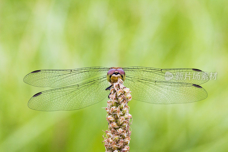 坐在花上的蜻蜓