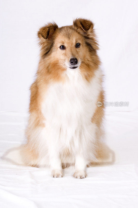 勇敢的Sheltie。