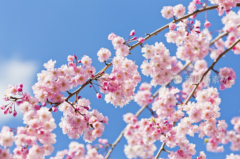 粉红色的樱花映衬着湛蓝的天空