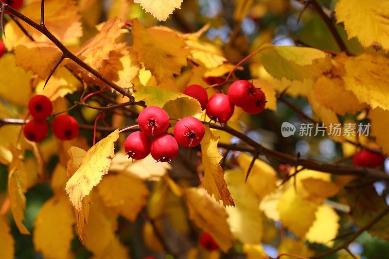 山楂苹果-海棠，秋天的颜色
