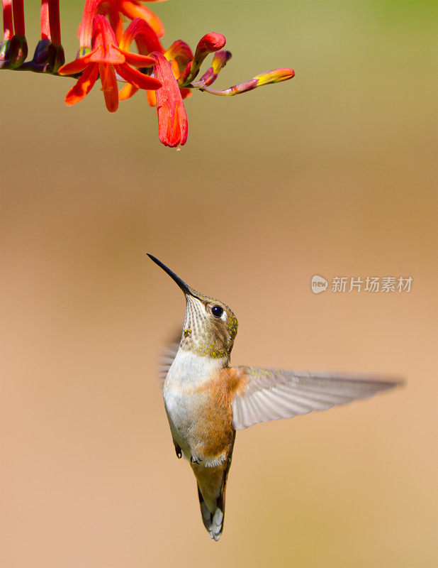 红褐色蜂鸟盘旋，以Crocosmia花为食