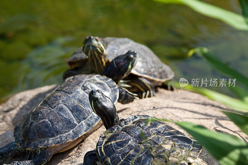 一群红耳滑龟在池塘里休息