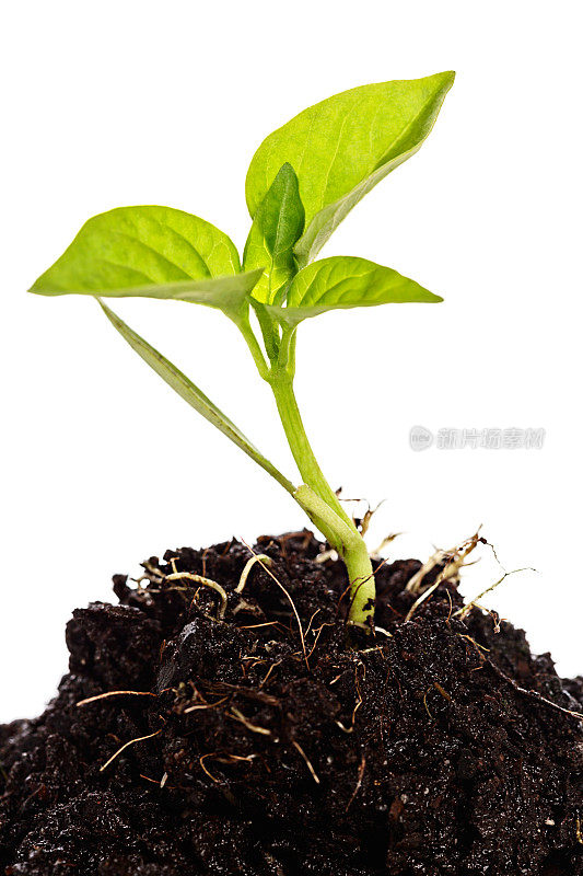 茁壮成长，绿树成荫的幼苗生长在肥沃的肥料中