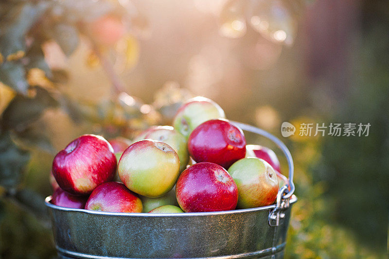 夕阳下满满一桶熟苹果