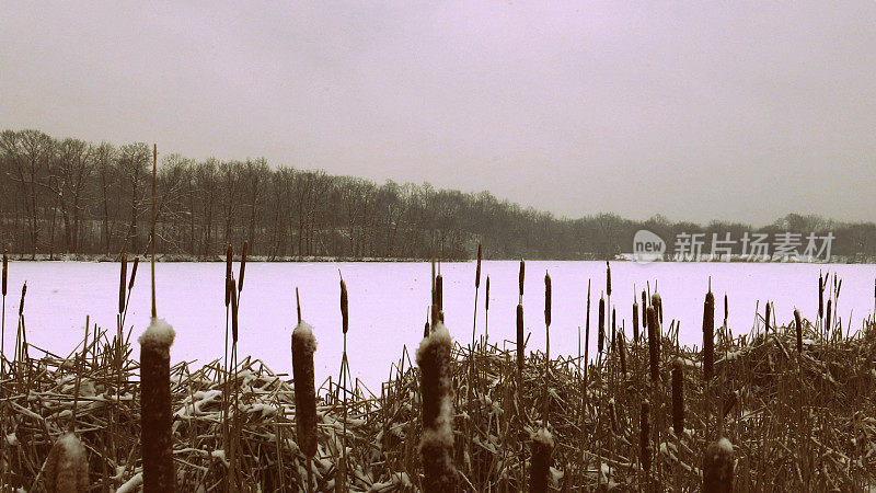 纽约斯科舍冰冻的柯林斯湖池塘上的香蒲