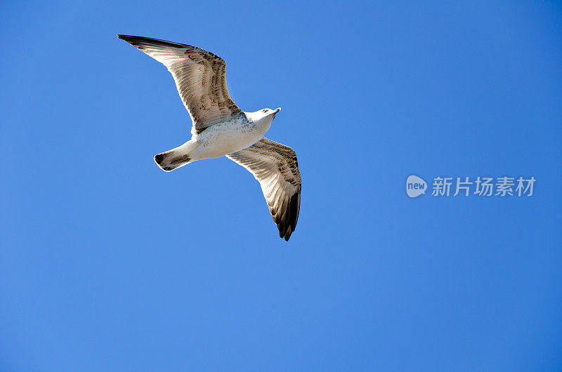 海鸥在飞行。