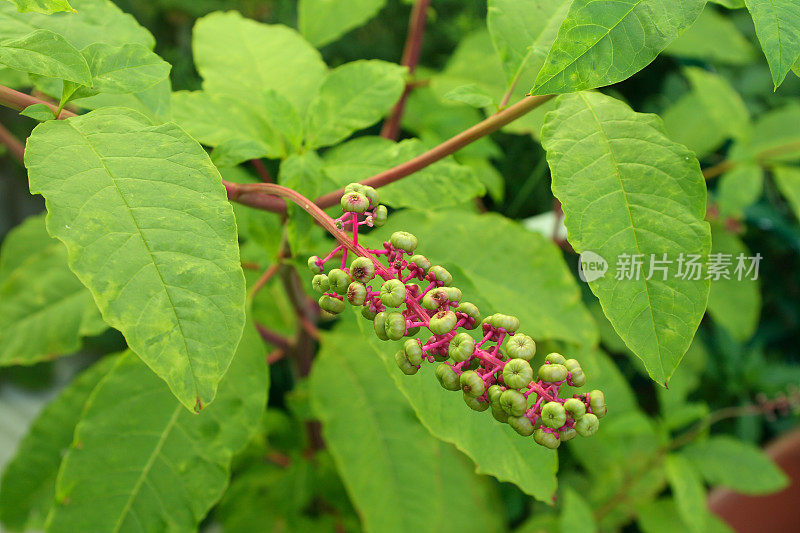 紫色的茎美洲商陆