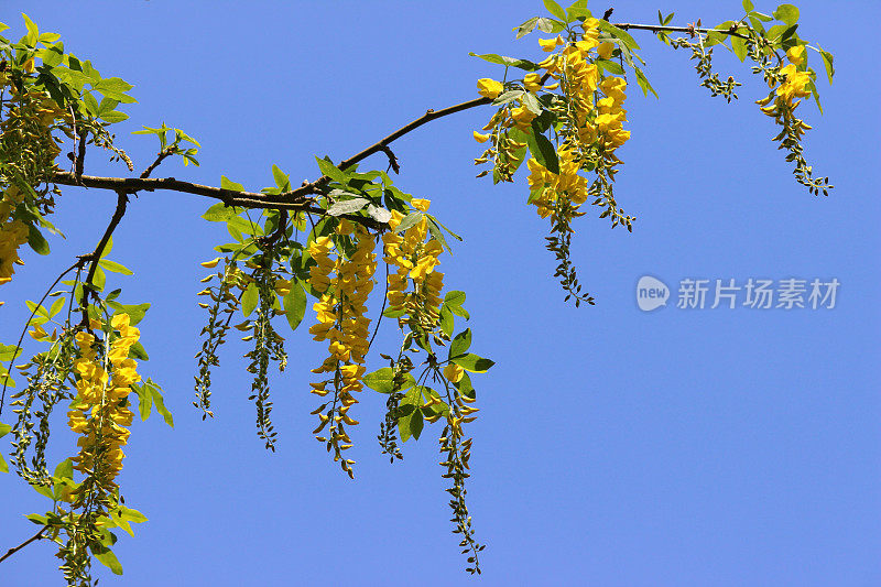 亮黄色的金链花映衬着天空(金链树)的形象